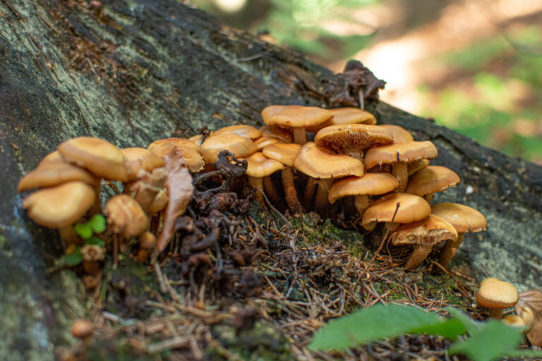 Read more about the article A co tam w lesie – łuszczak zmienny