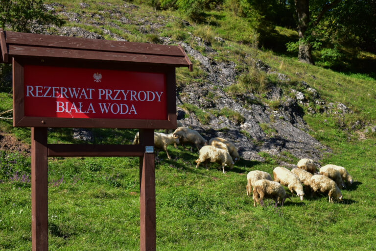 Read more about the article Rezerwat Biała Woda