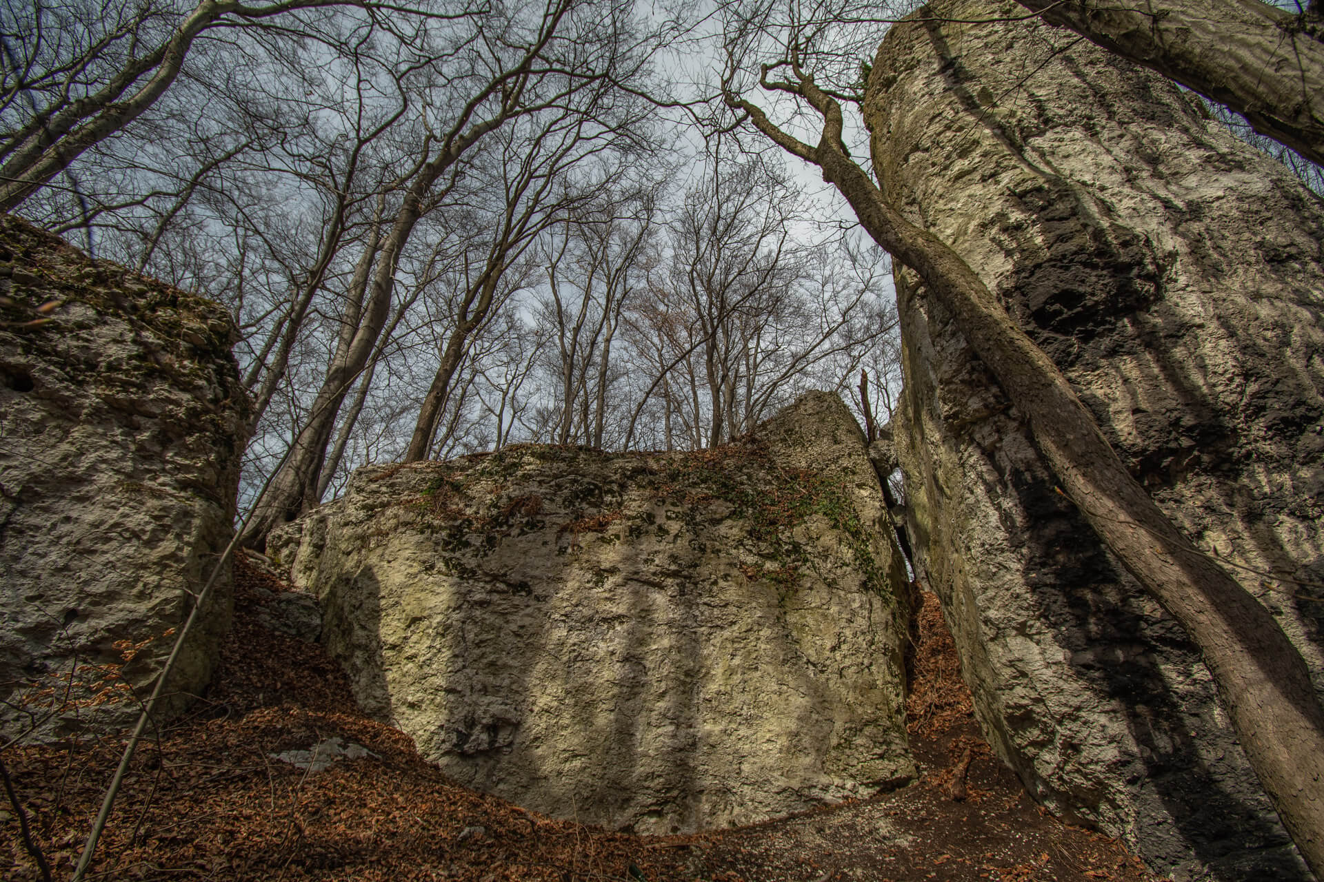 Read more about the article Rezerwat Góra Stołowa – morze dzikich Przebiśniegów