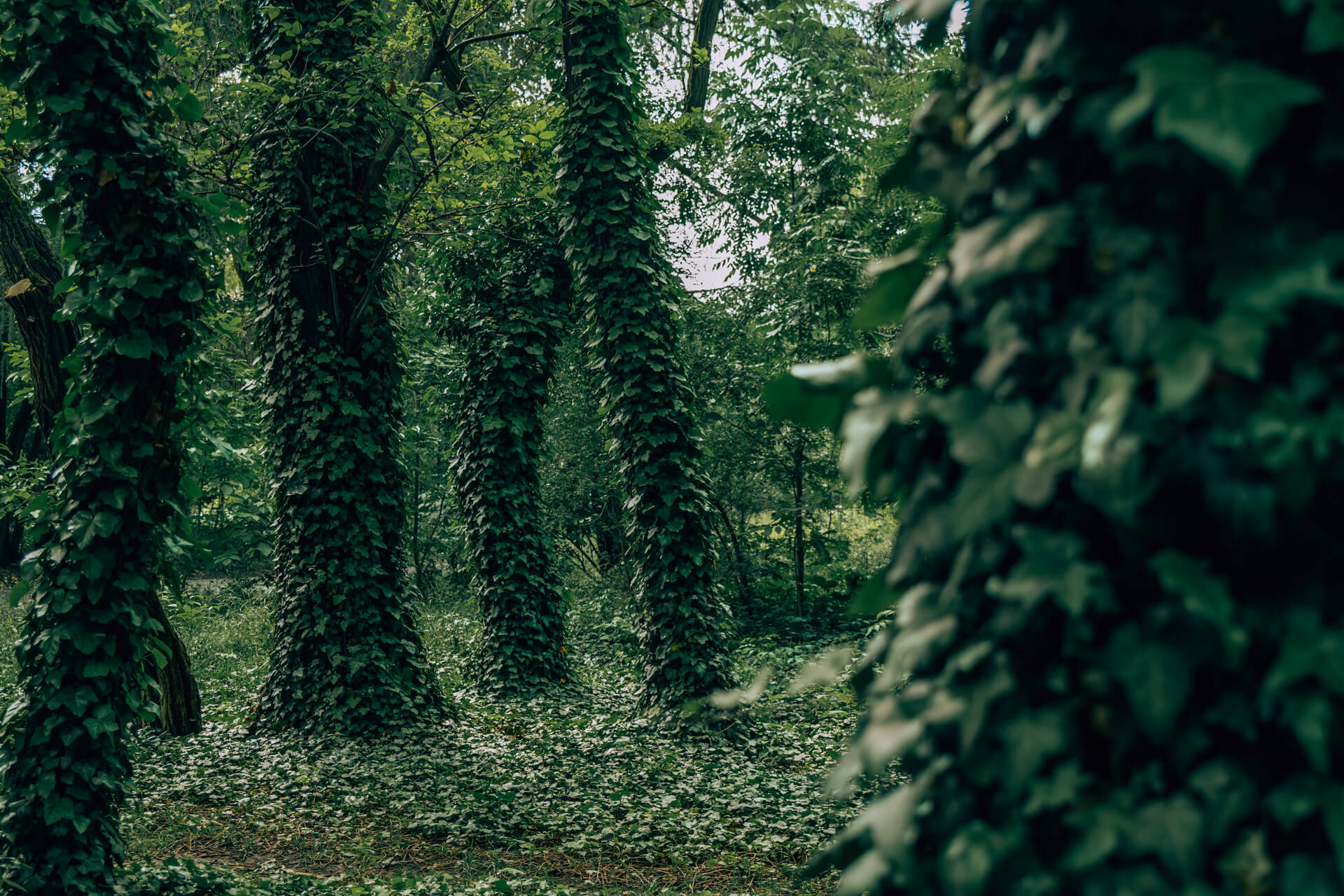 You are currently viewing Park Jalu Kurka – dzika natura w sercu Krakowa