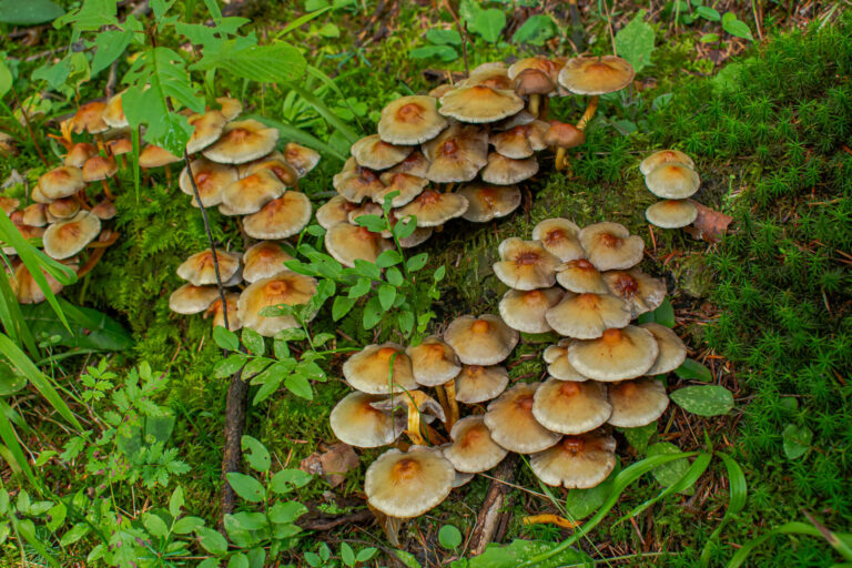 Read more about the article Maślanka Wiązkowa – Hypholoma fasciculare, Maślanka Trująca