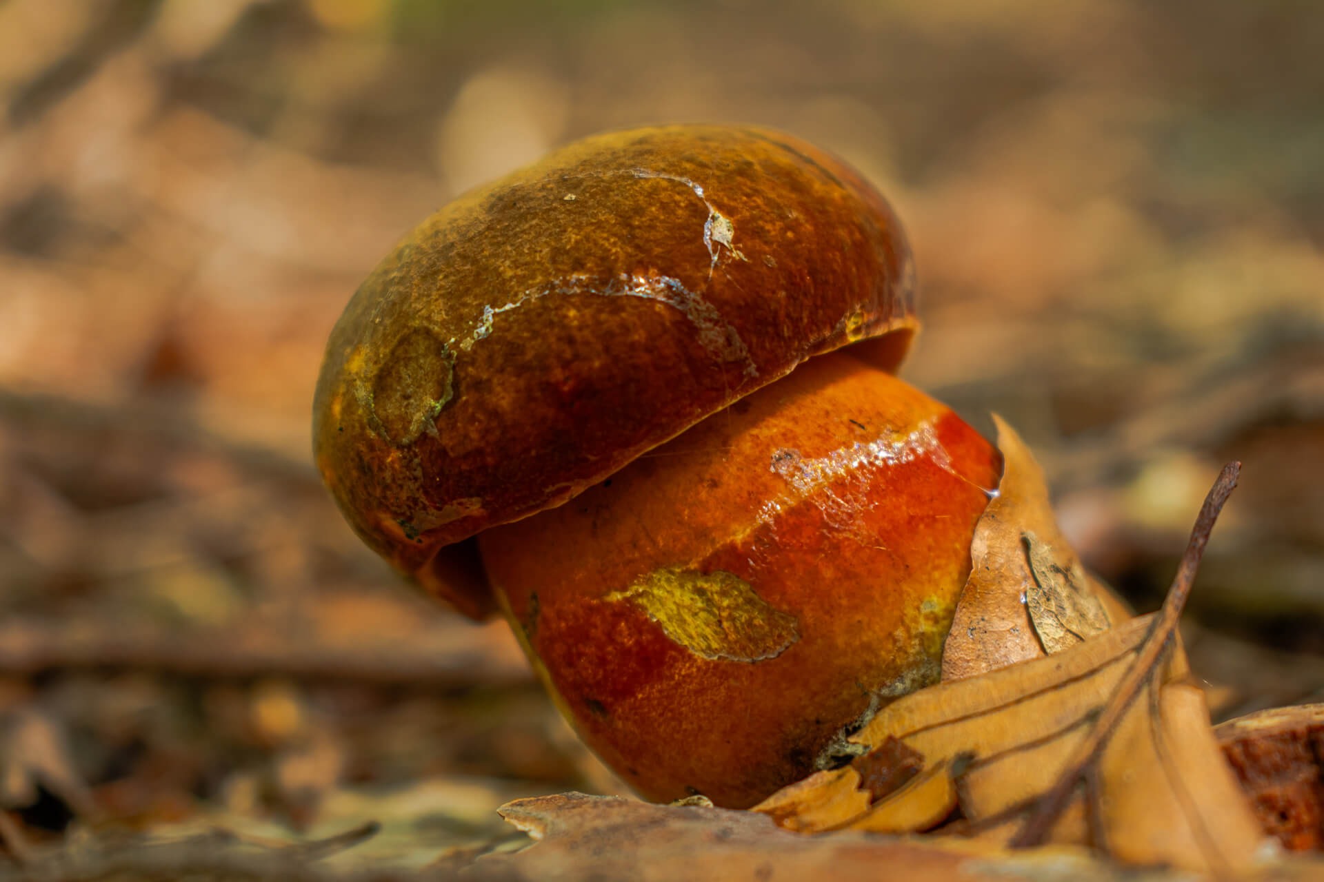 Read more about the article Krasnoborowik Ceglastopory – Wciąż mało znany i niedoceniany