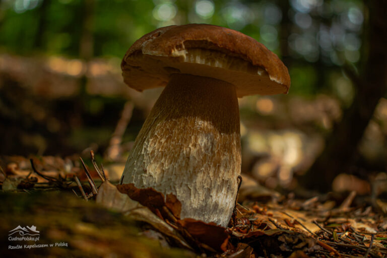 Read more about the article Borowik Usiatkowany – Boletus reticulatus, kuzyn Borowika Szlachetnego