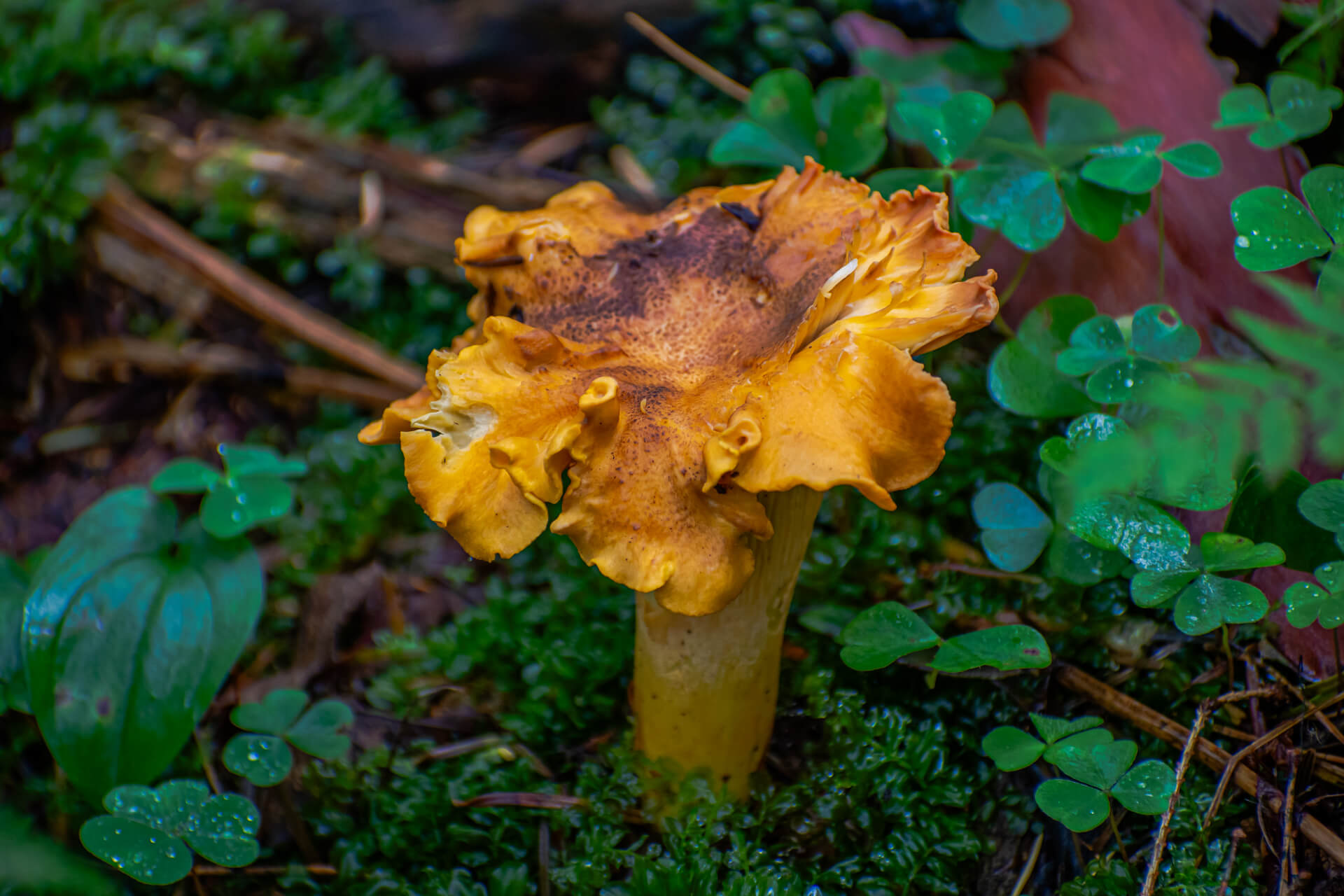 Read more about the article Pieprznik Ametystowy – kuzyn Pieprznika Jadalnego czyli Cantharellus amethysteus