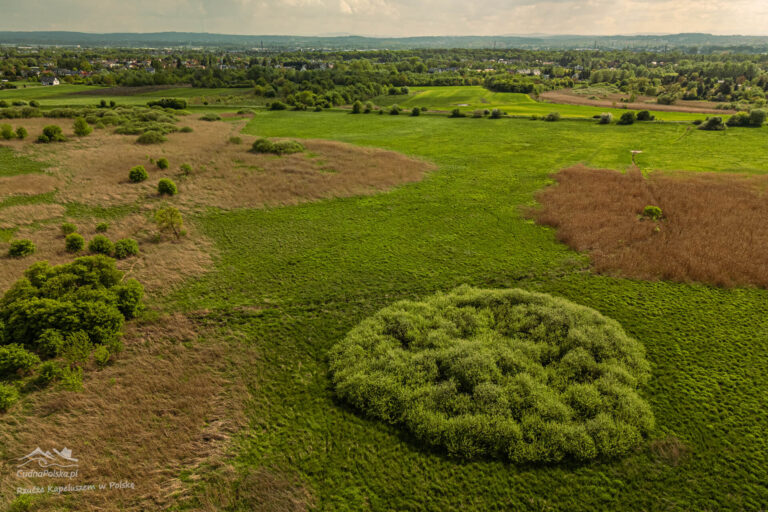 Read more about the article Łąki Nowohuckie – Dziki Obszar Natura 2000 w Nowej Hucie