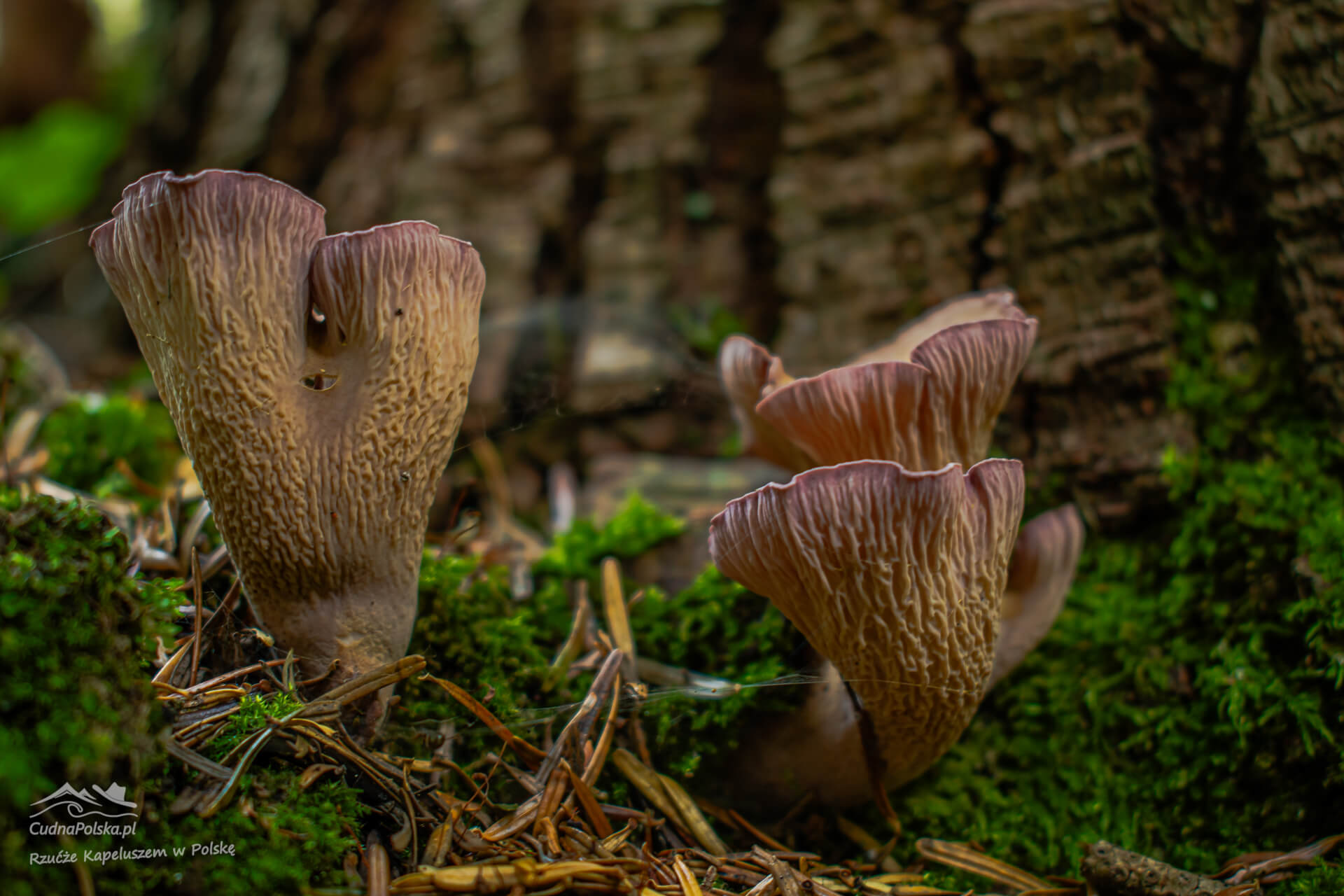 Read more about the article Siatkoblaszek Maczugowaty – Maczuga pod ochroną czyli Gomphus clavatus