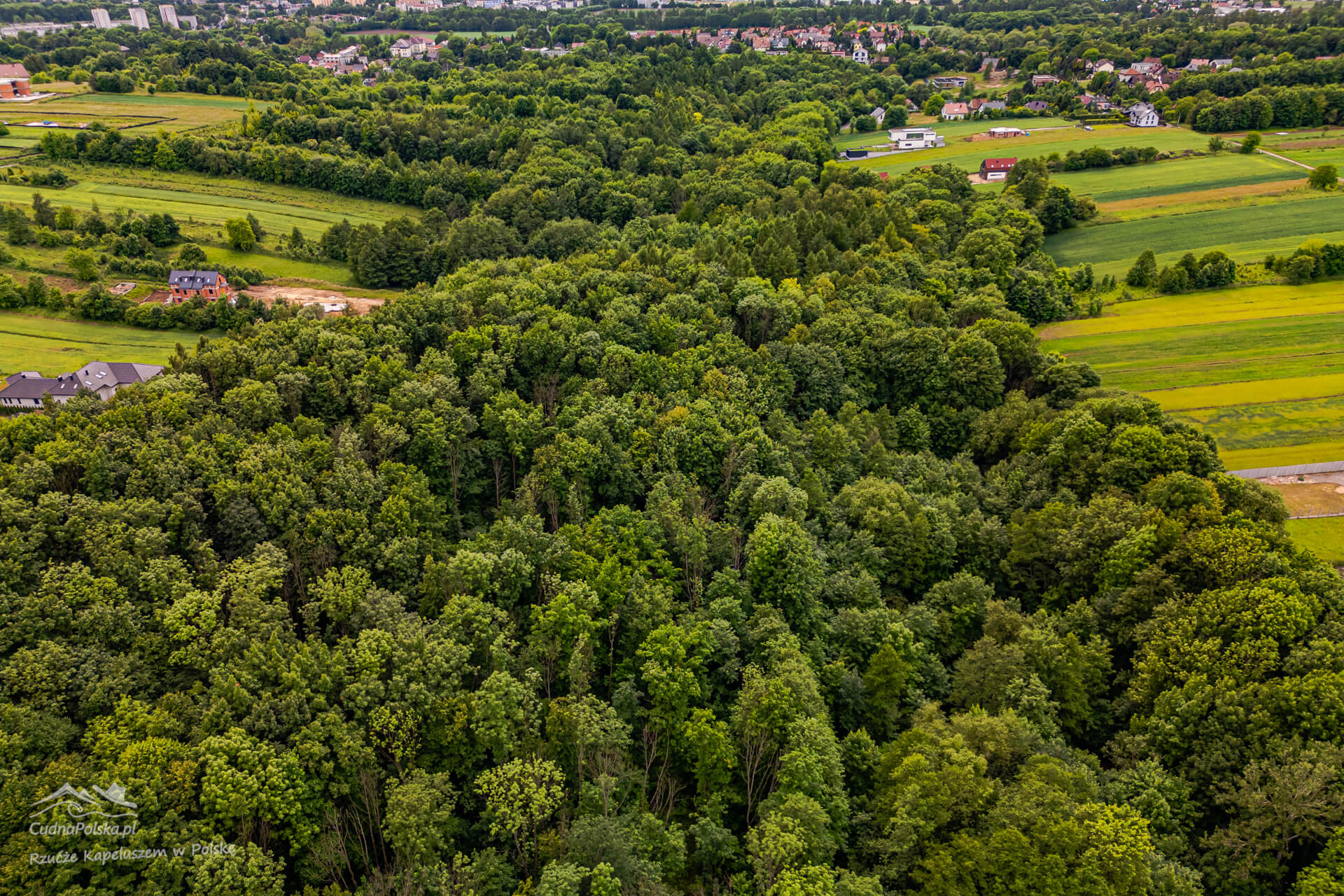 You are currently viewing Las Witkowicki – odnowienie Duszy w Dolinie Bibiczanki