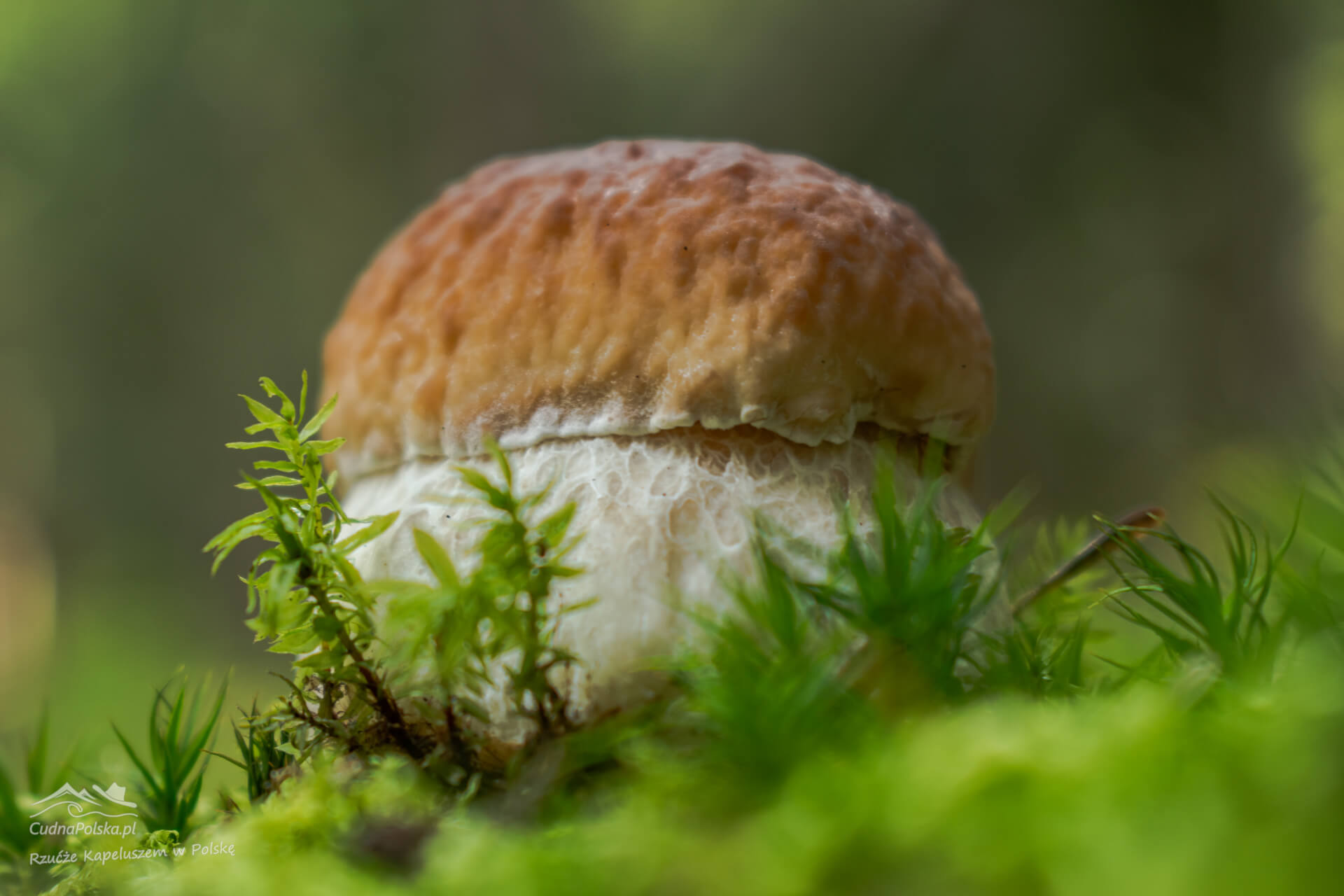 You are currently viewing Borowik Szlachetny – gdzie NIE należy zbierać Boletus edulis