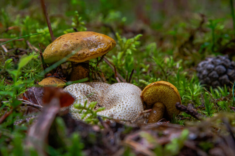 Read more about the article Borowikowiec Tęgoskórowy – jadalny ale pod ochroną Pseudoboletus parasiticus