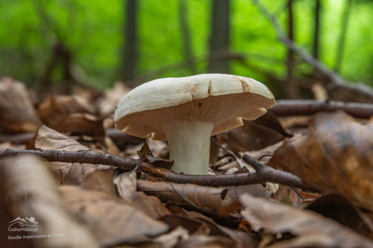 Read more about the article Mleczaj Biel – czy warto zbierać Lactarius piperatus