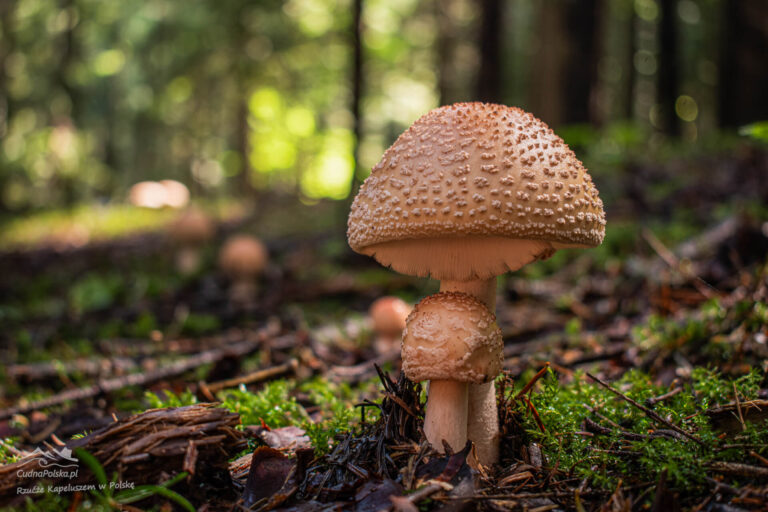 Read more about the article Muchomor Czerwieniejący – Amanita rubescens jest smaczny ale UWAGA na pomyłkę