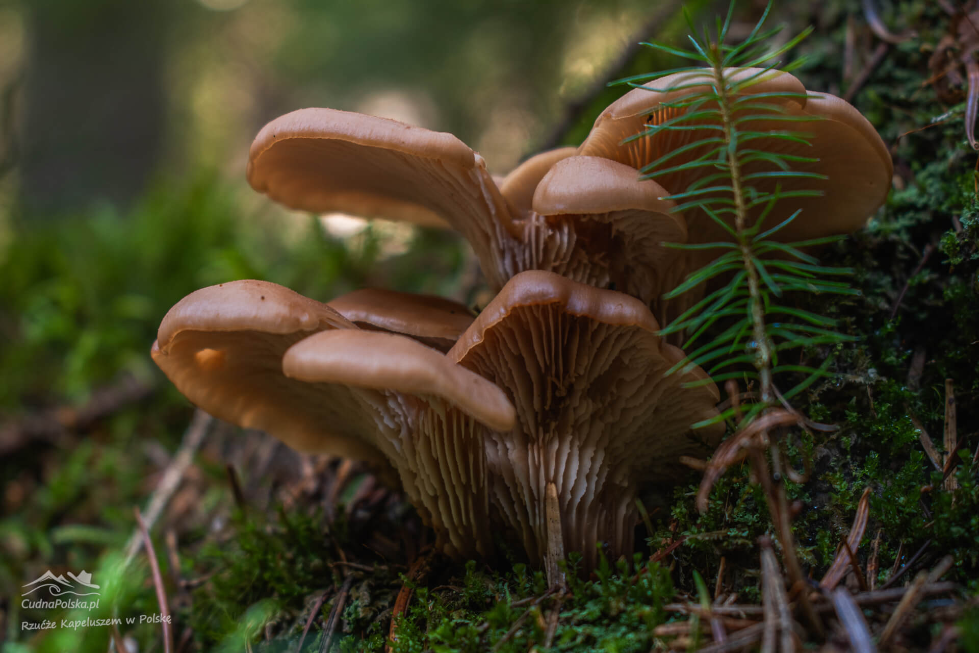 Read more about the article Twardówka Anyżkowa – anyżowy las (Lentinellus cochleatus)