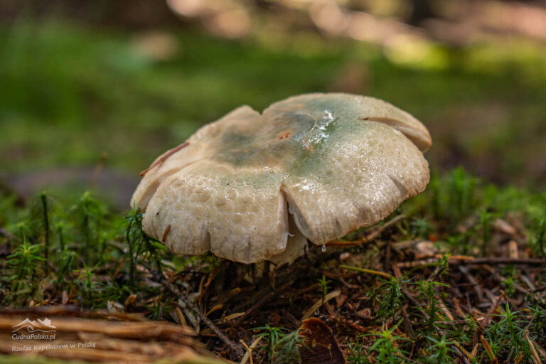 Read more about the article Gołąbek Zielonawy – Bądź Rozważny (Russula virescens)