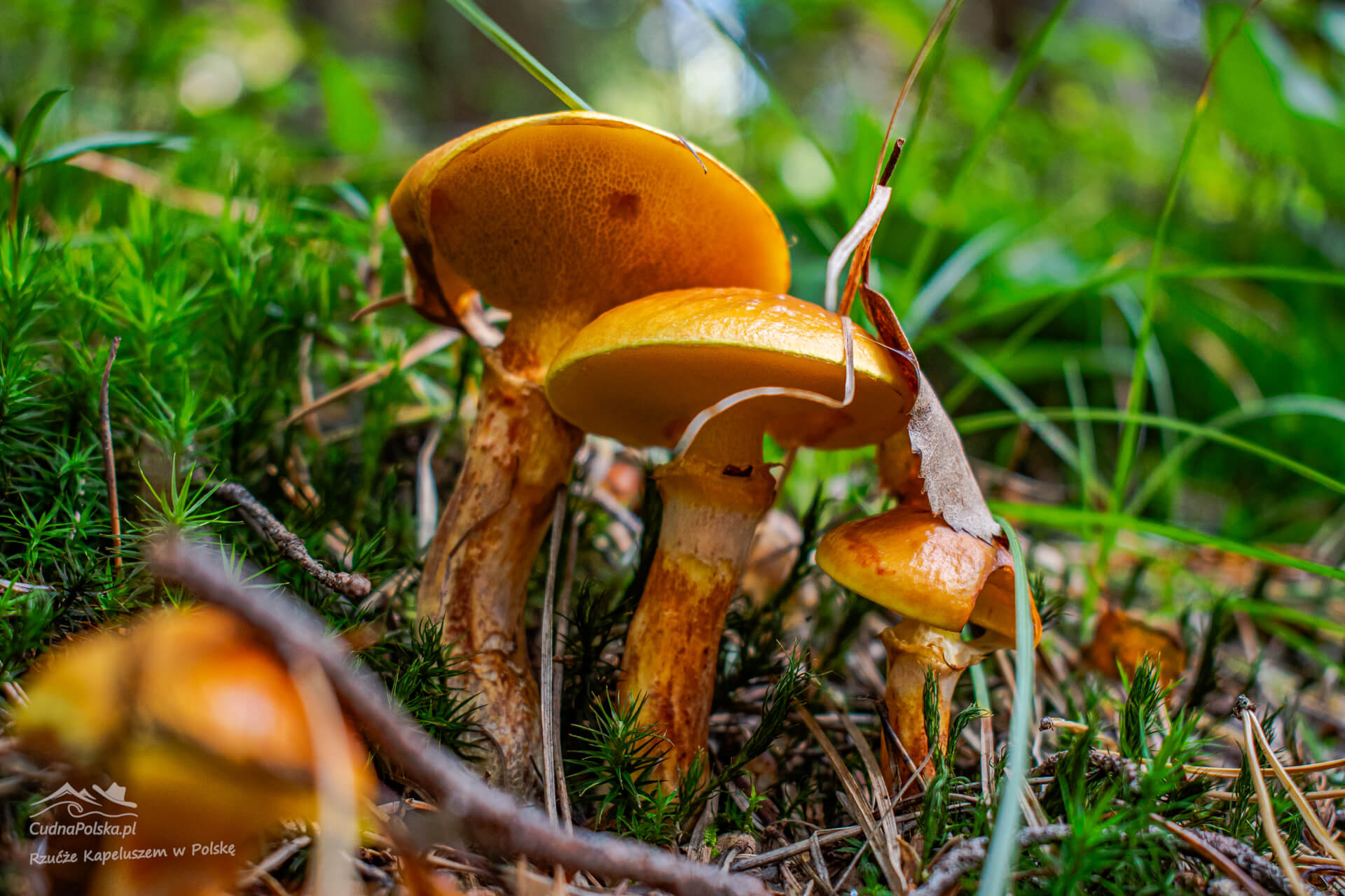 Read more about the article Maślak Żółty – złoto polskich lasów (Suillus grevillei)