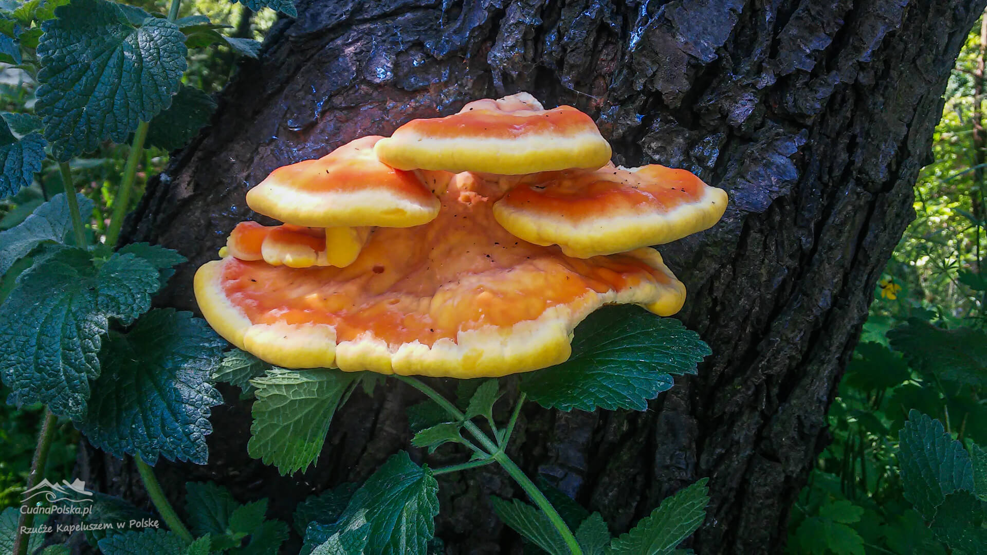 Read more about the article Żółciak Siarkowy – kurczak drzewny (Laetiporus sulphureus)