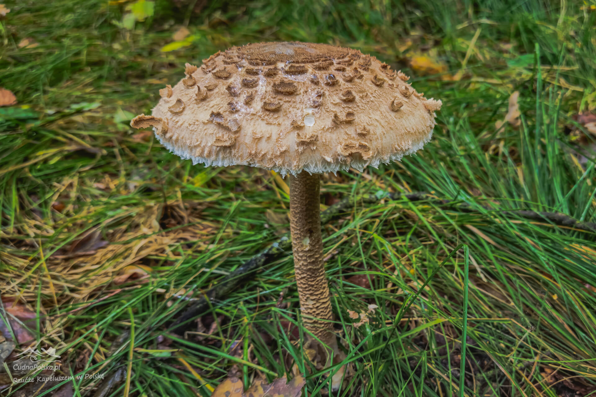 You are currently viewing Czubajka Kania (Macrolepiota procera) – prosta do rozpoznania