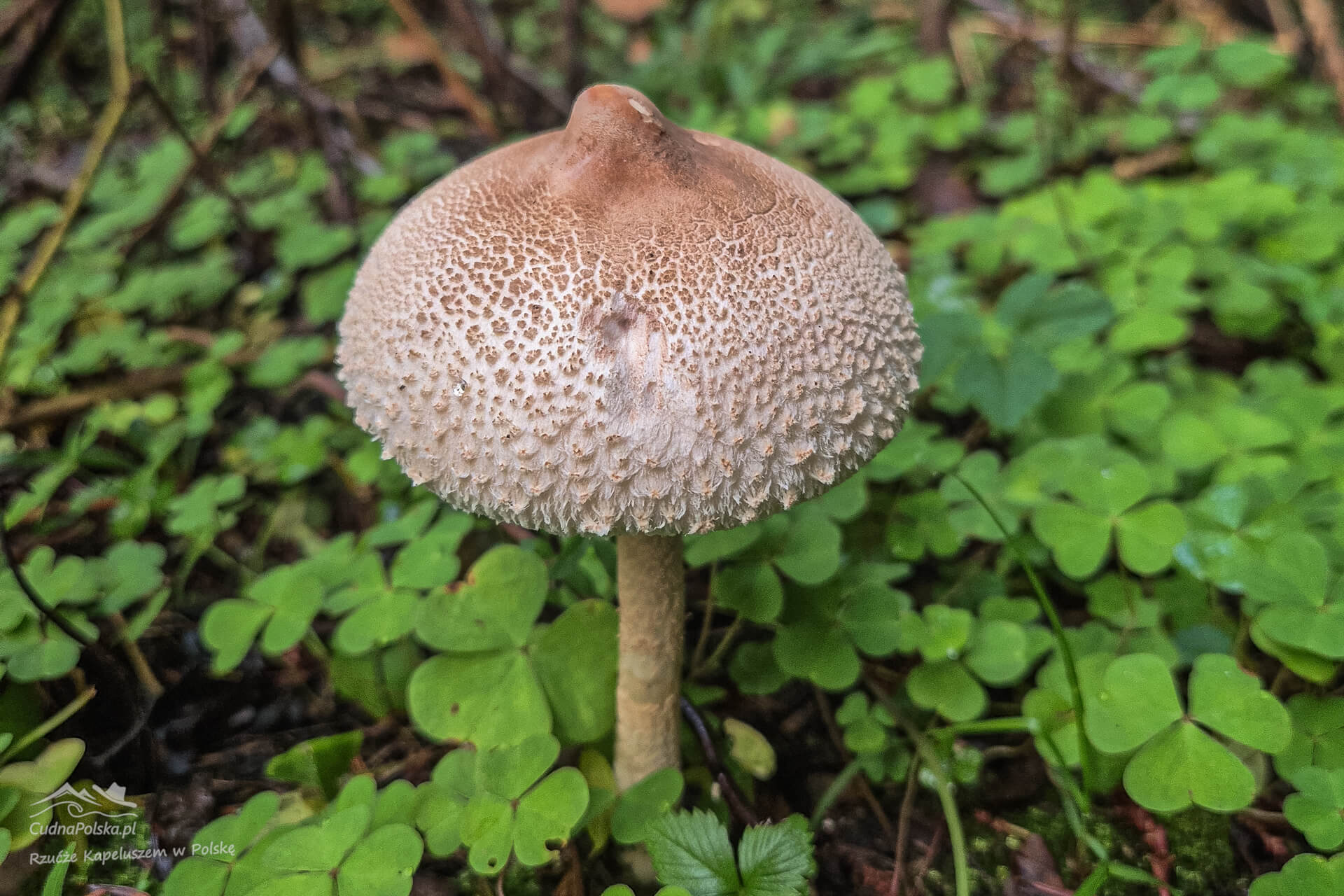 Read more about the article Czubajka Sutkowata (Macrolepiota mastoidea) – kuzynka Czubajki Kani