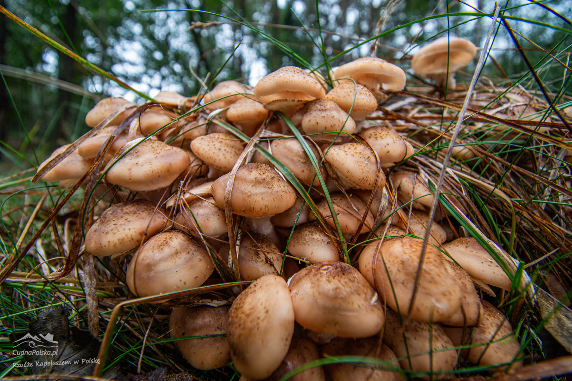 You are currently viewing Opieńka Miodowa (Armillaria mellea) – rarytas w ilościach hurtowych