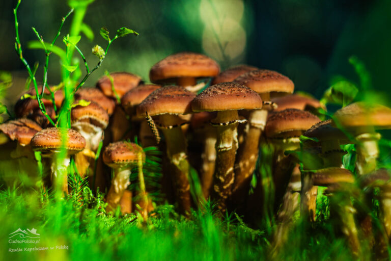 Read more about the article Opieńka Ciemna (Armillaria ostoyae) – największy organizm na świecie