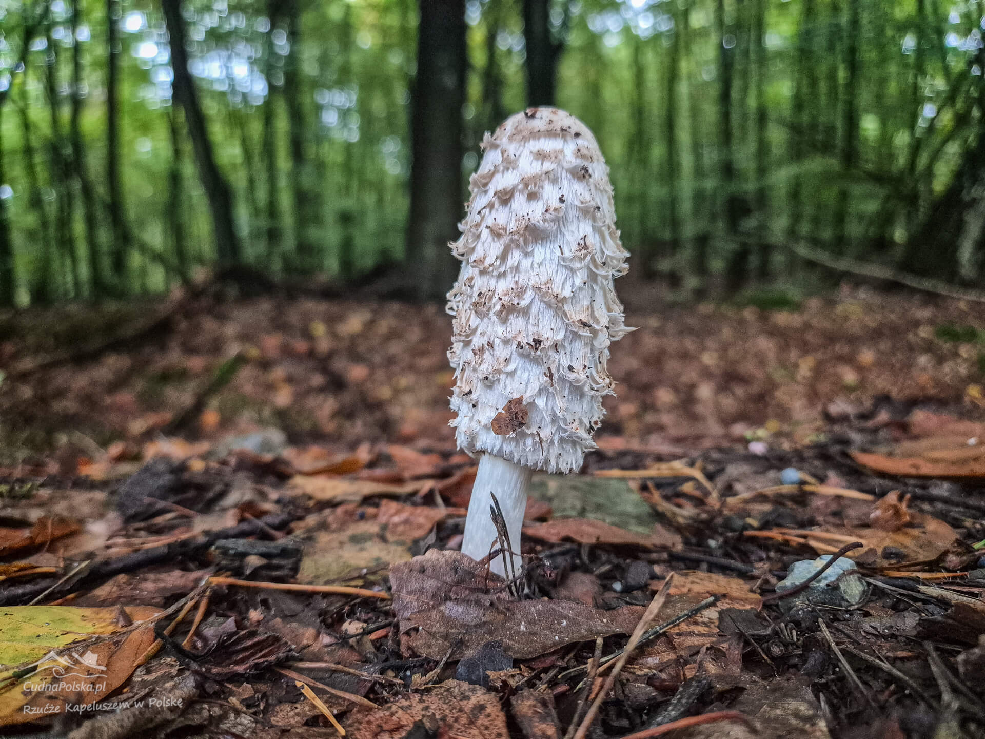 Read more about the article Czernidłak Kołpakowaty (Coprinus comatus) – smaczny atramentowiec