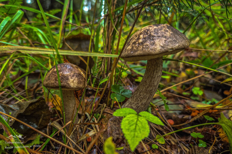 Read more about the article Koźlarz Różnobarwny (Leccinum variicolor) – kuzyn Koźlarza Babki