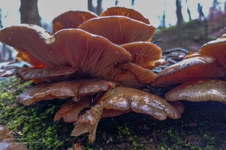 Read more about the article Łycznik Późny (Sarcomyxa serotina) – rakotwórczy?