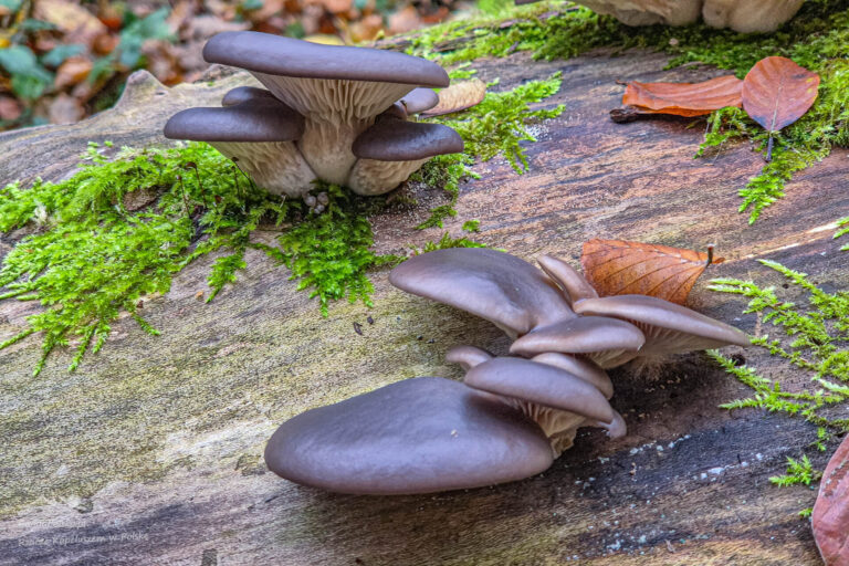 Read more about the article Boczniak Ostrygowaty (Pleurotus ostreatus ) – leśne zdrowe ostrygi