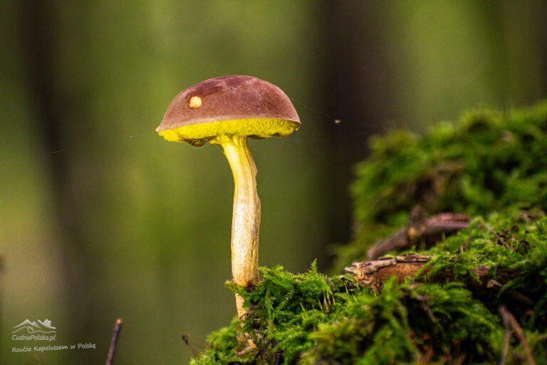 Read more about the article Podgrzybek Zajączek (Boletus subtomentosus )