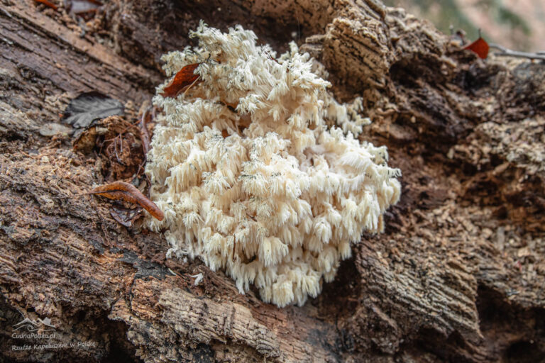 Read more about the article Soplówka Bukowa (Hericium coralloides) – leśne chronione sopelki