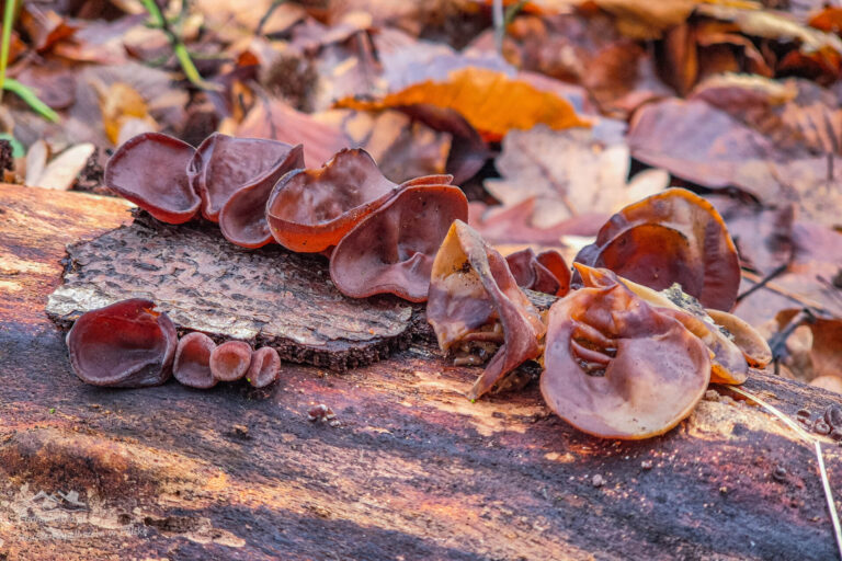 Read more about the article Uszak Bzowy (Auricularia auricula-judae) – Ucho Bzowe, Ucho Judaszowe