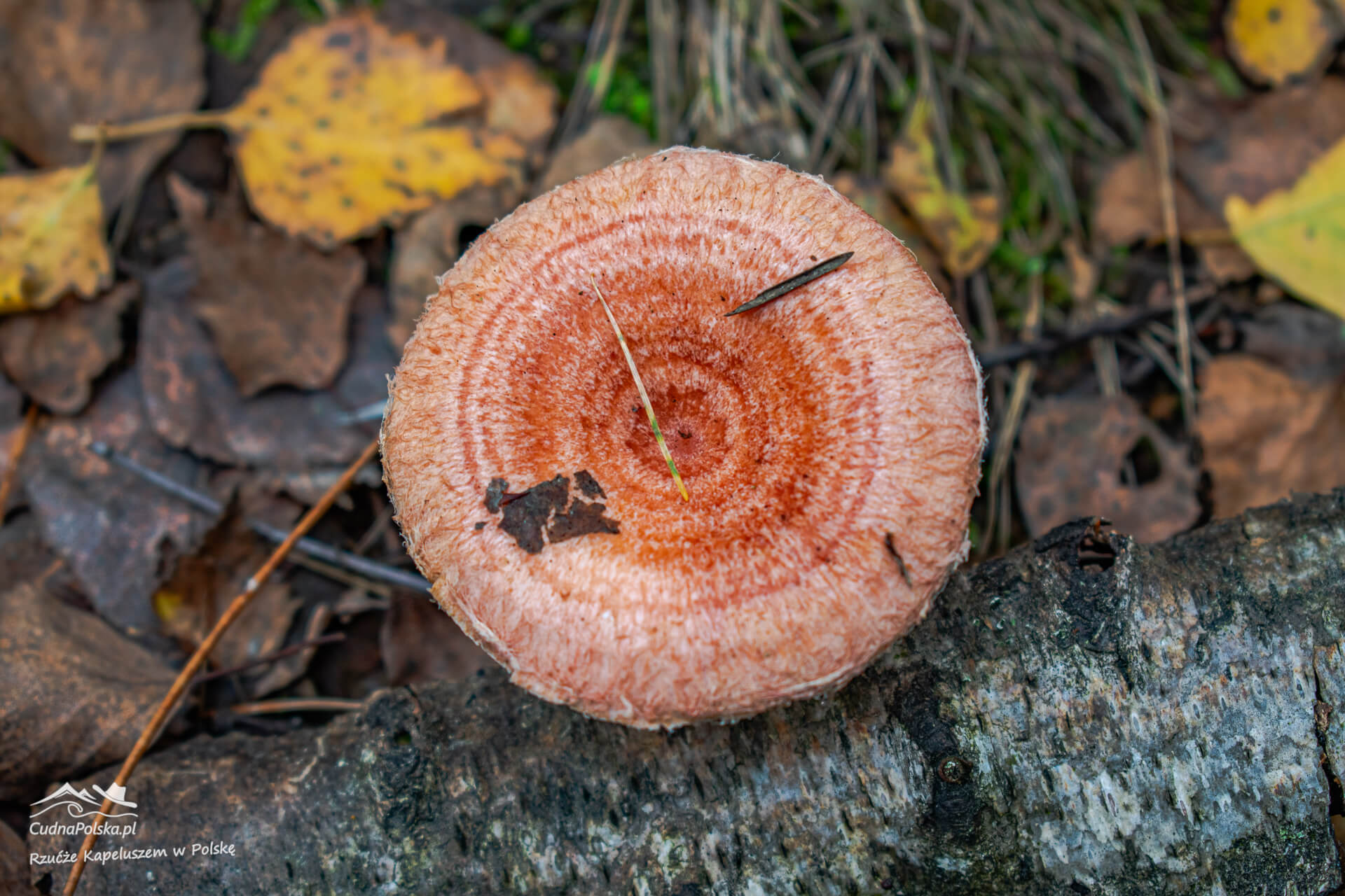 You are currently viewing Mleczaj Wełnianka (Lactarius torminosus) – fałszywy rydz