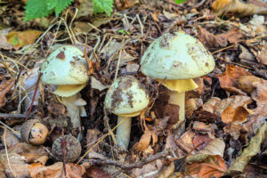 Muchomor Cytrynowy obrazek wyróżniający