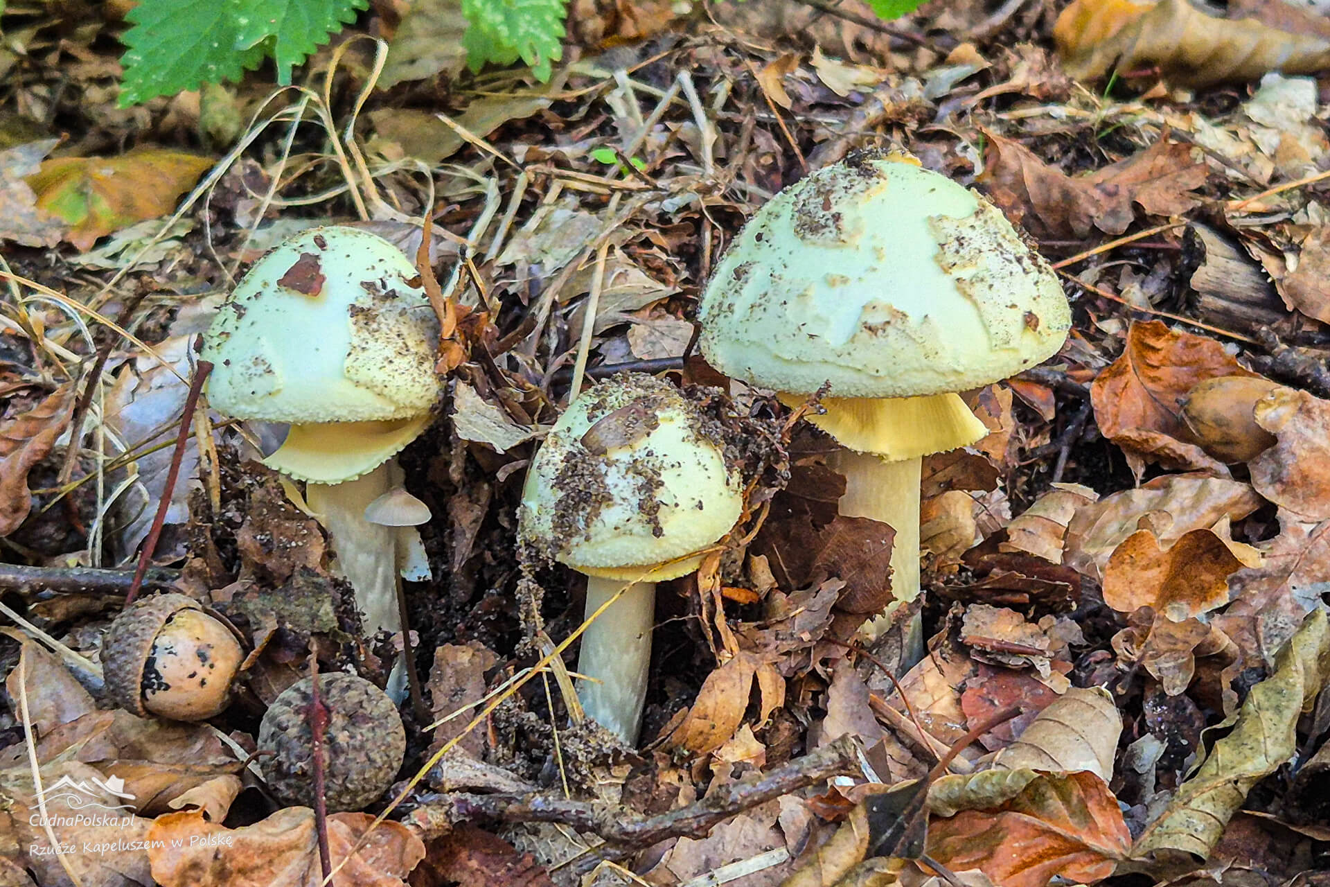 You are currently viewing Muchomor Cytrynowy (Amanita citrina) – trujący czy niejadalny