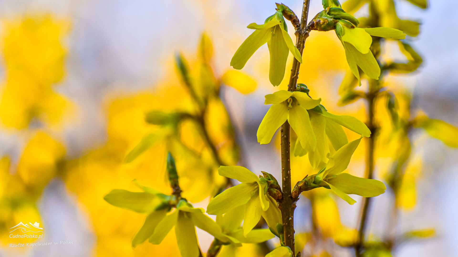 Read more about the article Forsycje