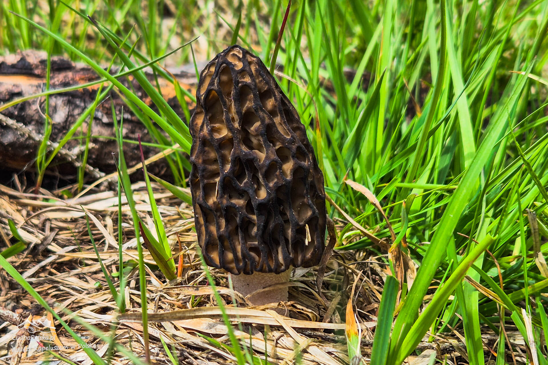 You are currently viewing Smardz Stożkowaty (Morchella conica) – najczęściej spotykany wiosenny rarytas