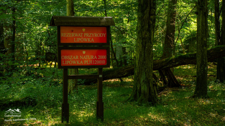 Read more about the article Rezerwat Lipówka – pradawny drzewostan w Puszczy Niepołomickiej