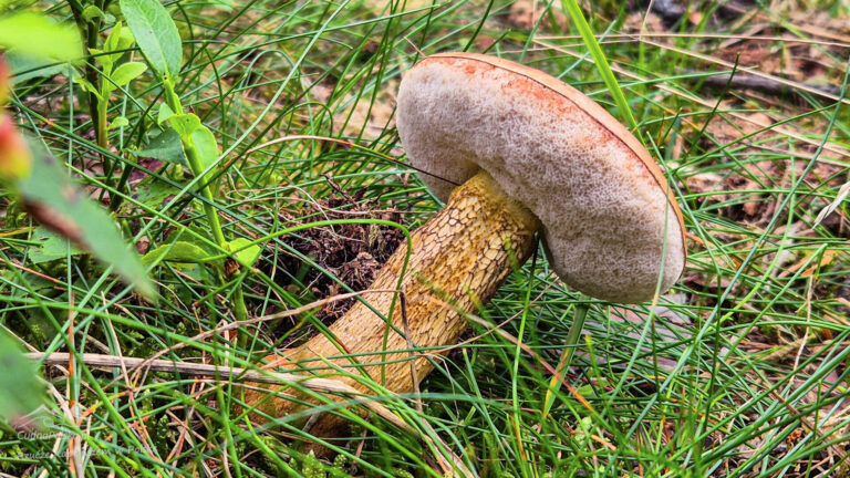 Read more about the article Goryczak Żółciowy (Tylopilus felleus) – naśladowca, ale nie żaden tam szatan
