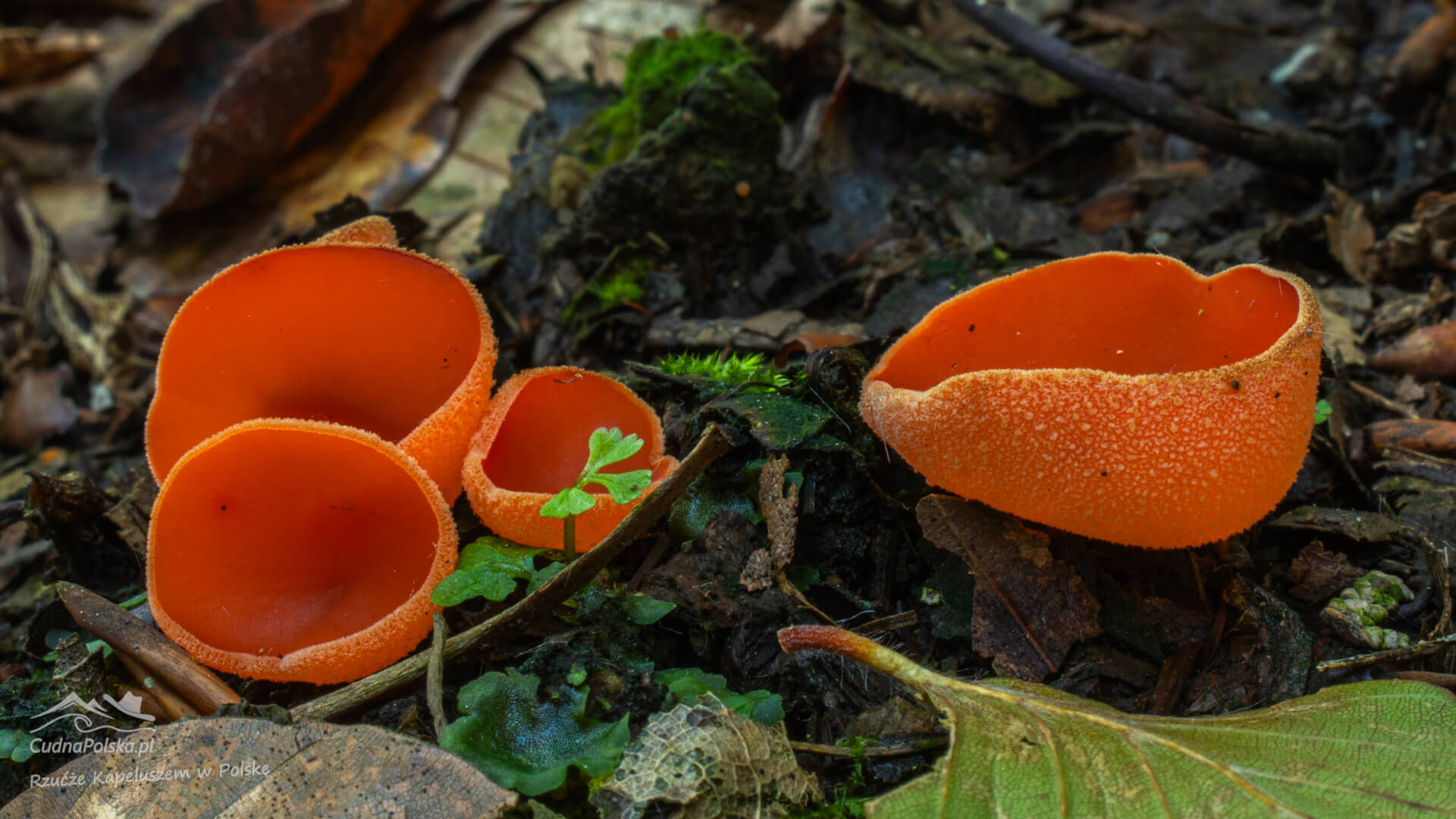 Read more about the article Dzieżka Pomarańczowa – ciekawa jadalna ozdoba leśna (Aleuria aurantia)