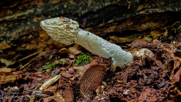 Read more about the article Sromotnik Smrodliwy (Phallus impudicus) – bezwstydny fallus