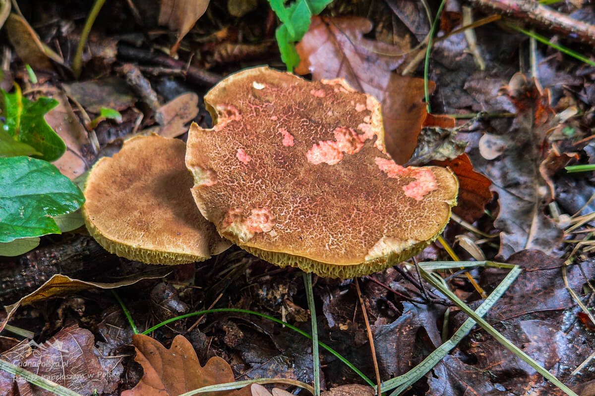 Stary Suchogrzybek Złotopory