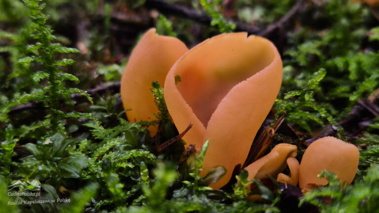 Read more about the article Uchówka Ośla (Otidea onotica) – czy warto po nią sięgać?