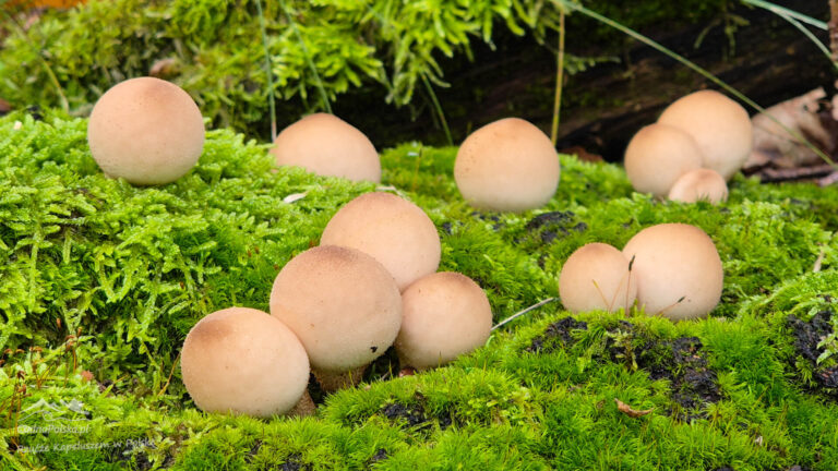 Read more about the article Purchawka Gruszkowata – czy grzyb warty zainteresowania? (Lycoperdon pyriforme)