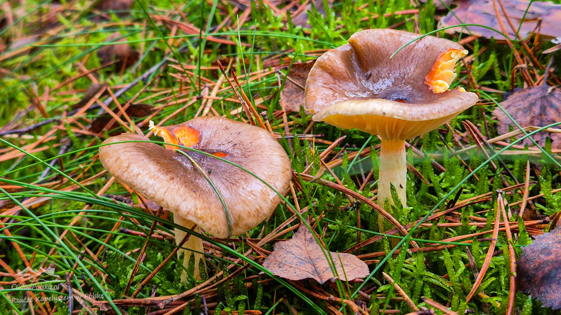 You are currently viewing Wodnicha Późna – późnojesienny grzyb (Hygrophorus hypothejus)