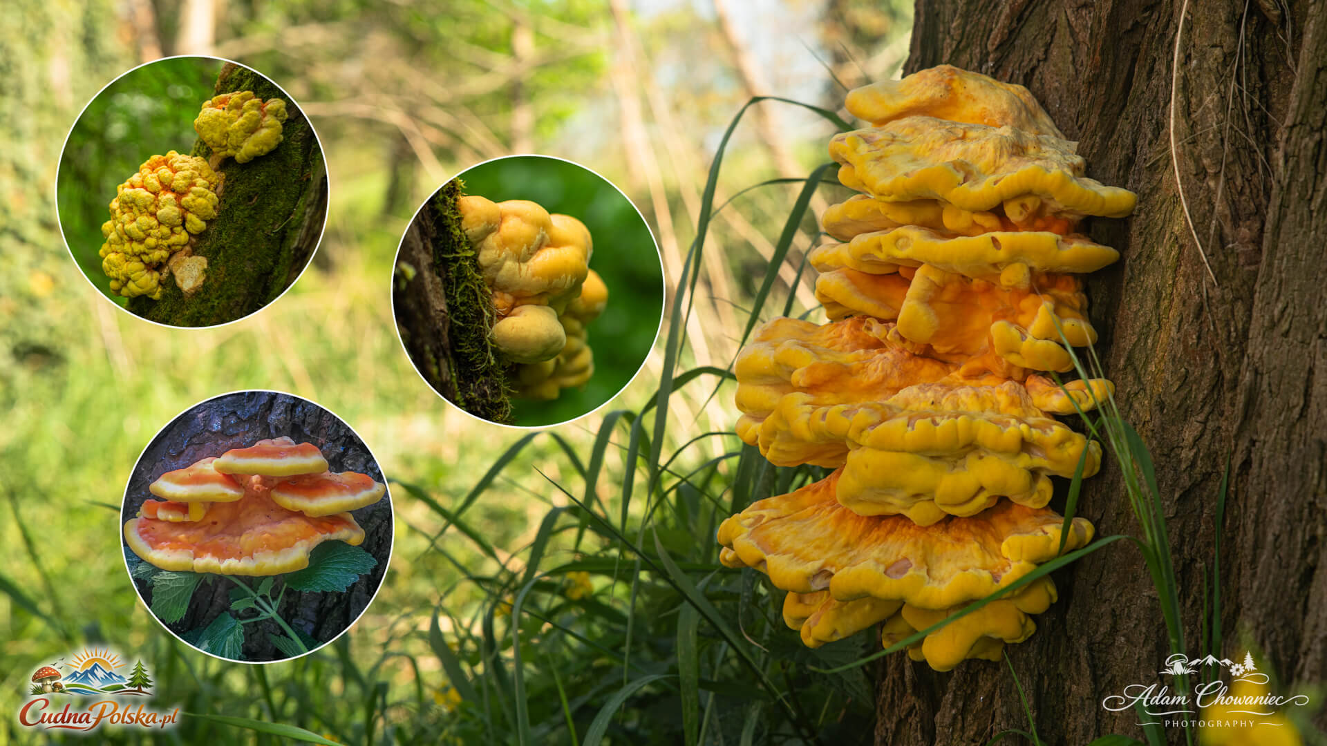 You are currently viewing Żółciak Siarkowy – kurczak z lasu (Laetiporus sulphureus)