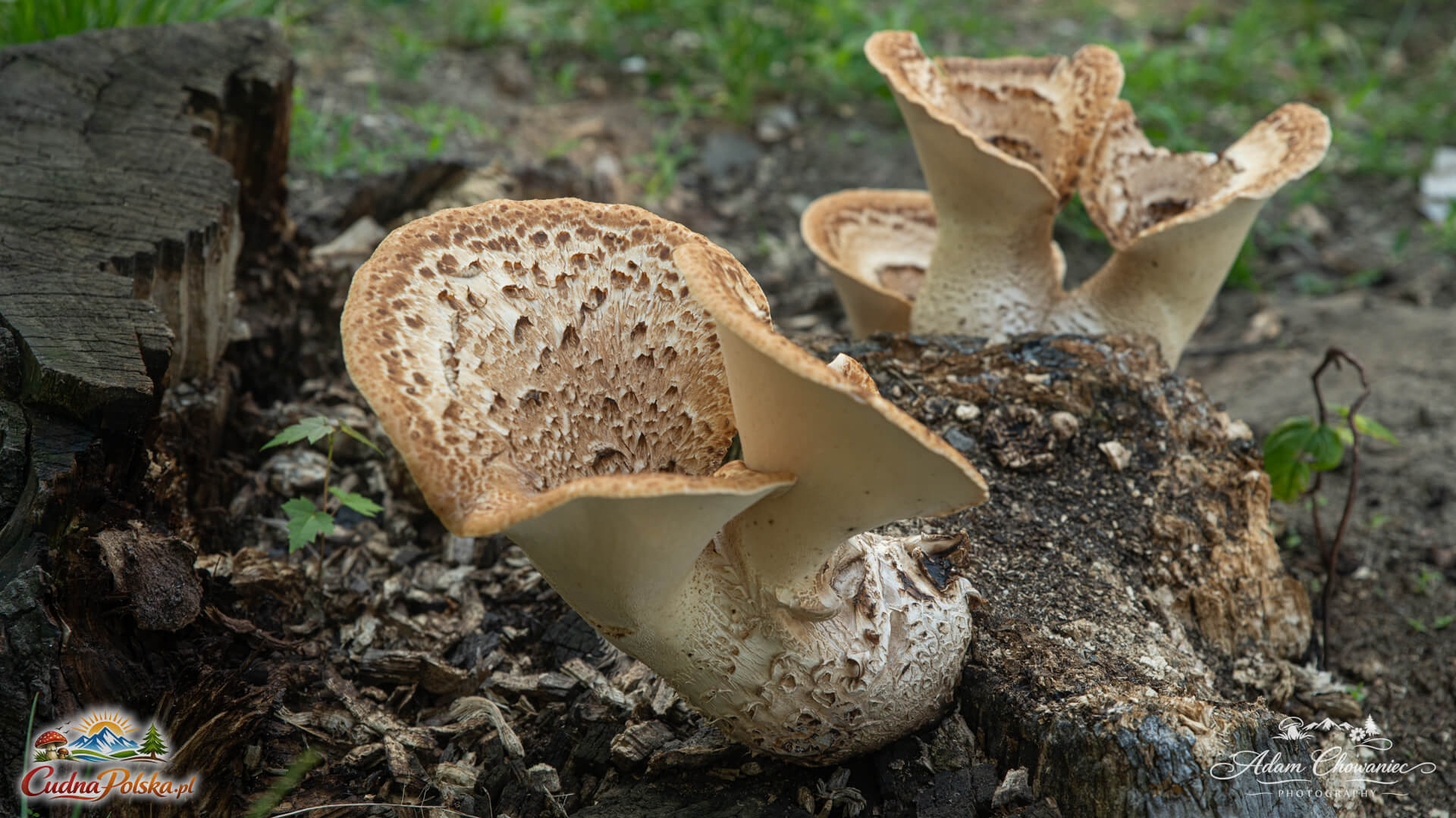 You are currently viewing Żagwiak Łuskowaty – ogórkowy zapach na drzewie (Polyporus squamosus)