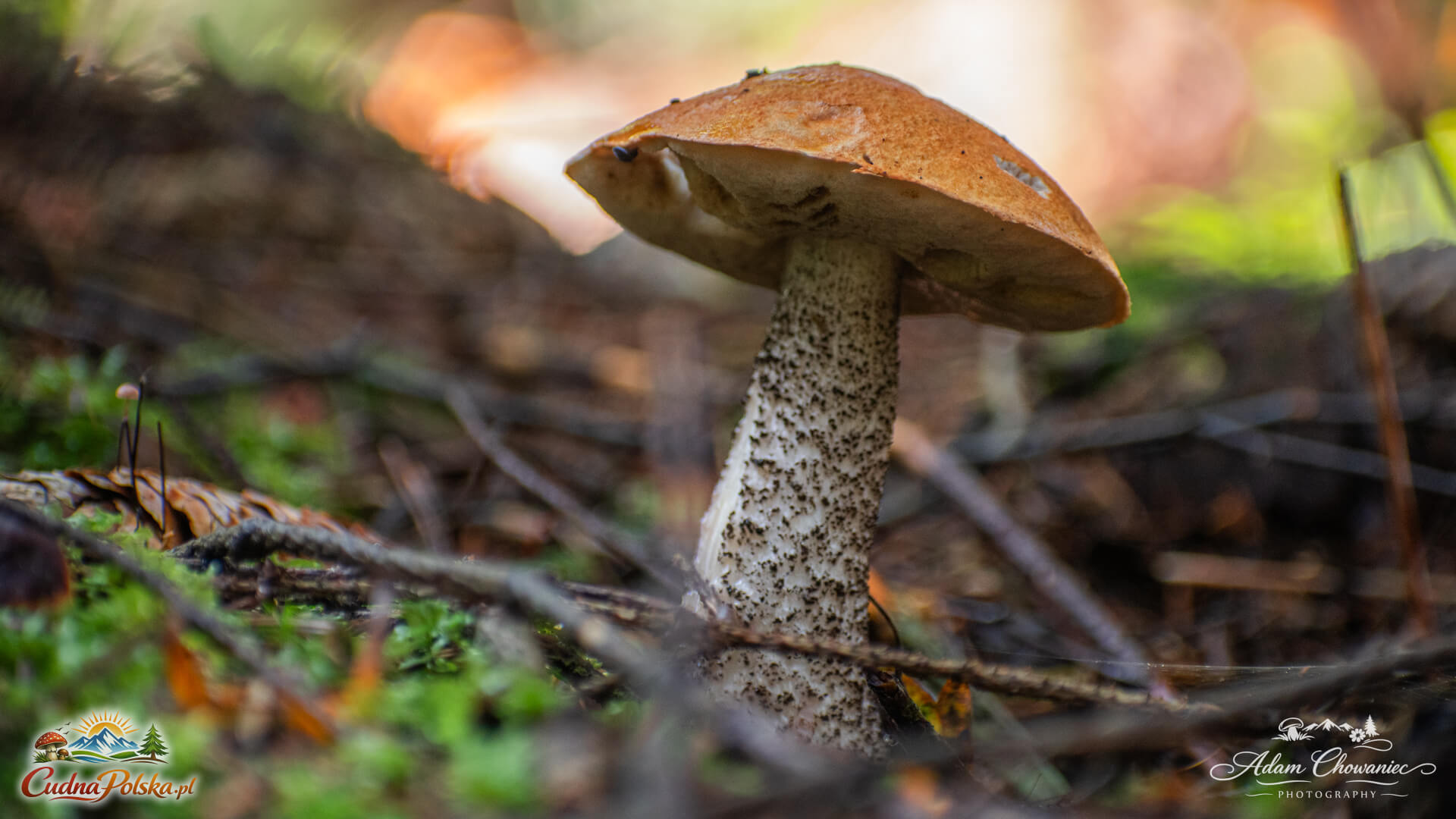 Read more about the article Koźlarz Pomarańczowożółty – rosnący pod brzozami (Leccinum versipelle)